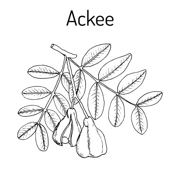 Ackee Blighia sapida nebo Lenka, léčivé rostliny — Stockový vektor