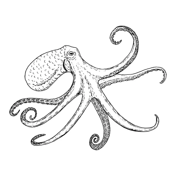 Octopus vulgaris hewan satwa liar - Stok Vektor