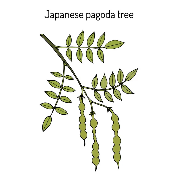 Árbol pagoda japonés Styphnolobium japonicum, o Sophora, planta medicinal — Vector de stock