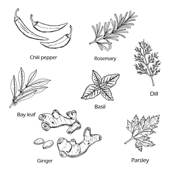 Handgezeichnete Gewürz- und Gemüsekollektion — Stockvektor