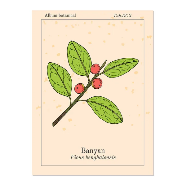 Banyan Ficus benghalensis, planta medicinal —  Vetores de Stock