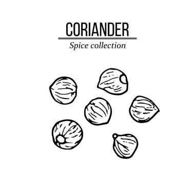 Baharat koleksiyonu, kişniş tohumu elle çizilmiş