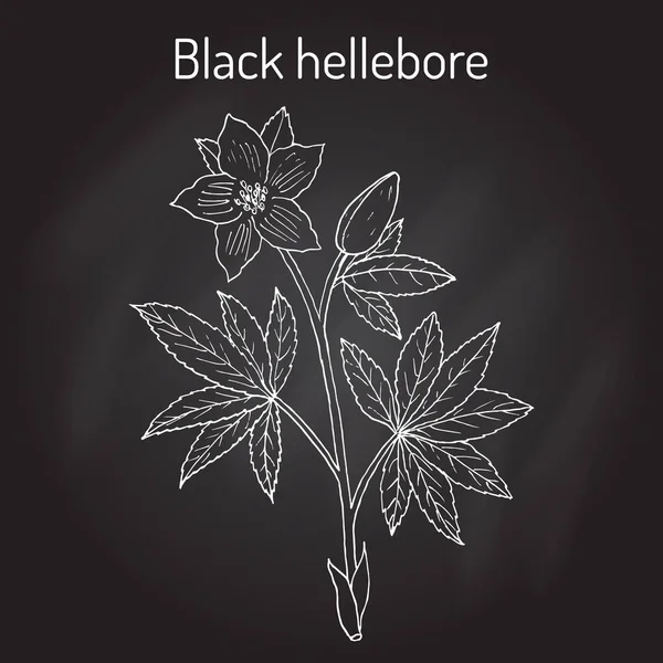 Christmas rose, or black hellebore, evergreen flowering plant — Stock Vector