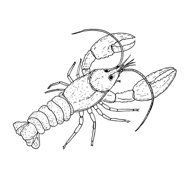 Lobster hewan satwa liar - Stok Vektor