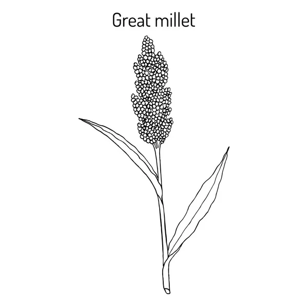 Gran mijo Sorgo bicolor, o durra, jowari, milo, cultivo de cereales — Vector de stock