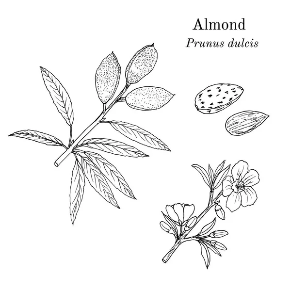 Lääke- ja keittiökasvi manteli Prunus dulcis — vektorikuva