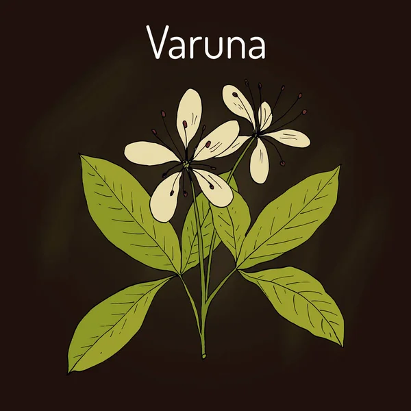 Varuna Crataeva nurvula, planta medicinal — Vector de stock