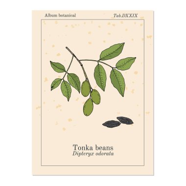 Tonka fasulye Dipteryx odorata, aromatik ve tıbbi bitki
