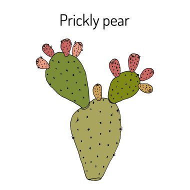İnciri Opuntia ficus-indica veya Hint incir