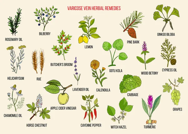 Remedios a base de hierbas varicosas — Vector de stock
