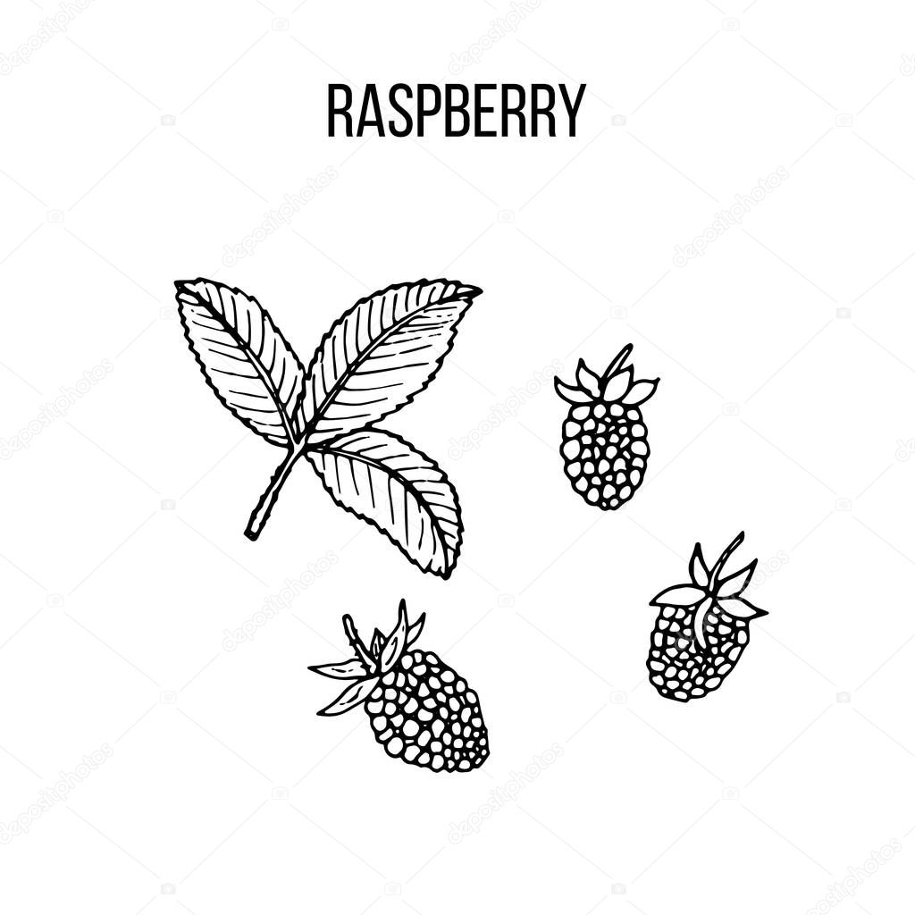 Berry hand drawn collection, raspberry