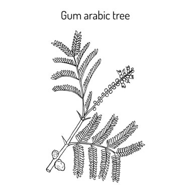 Gum arabic tree Acacia senegal , or Kher, medicinal plant clipart