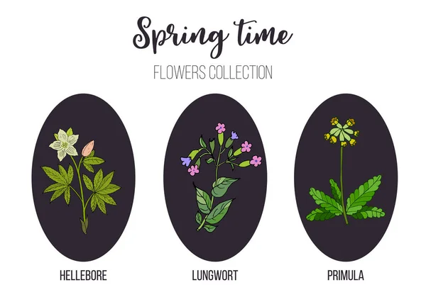 봄 꽃 설정 초본, lungwort, 미나리 아재비과 식물 — 스톡 벡터
