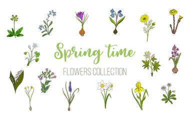 Spring flowers set crocus, muscari, wood sorrel clipart