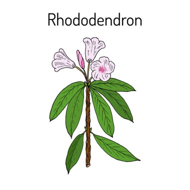 Ormangülü qinghaiense, şifalı bitki