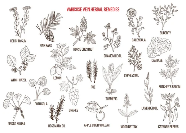 Varicose vein herbal remedies — Stock Vector