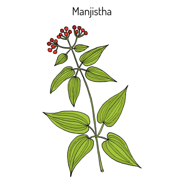 Manjistha Rubia cordifolia, o india más loca, planta medicinal — Vector de stock