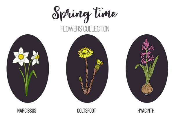 Flores da primavera conjunto coltsfoot, jacinto, narciso — Vetor de Stock