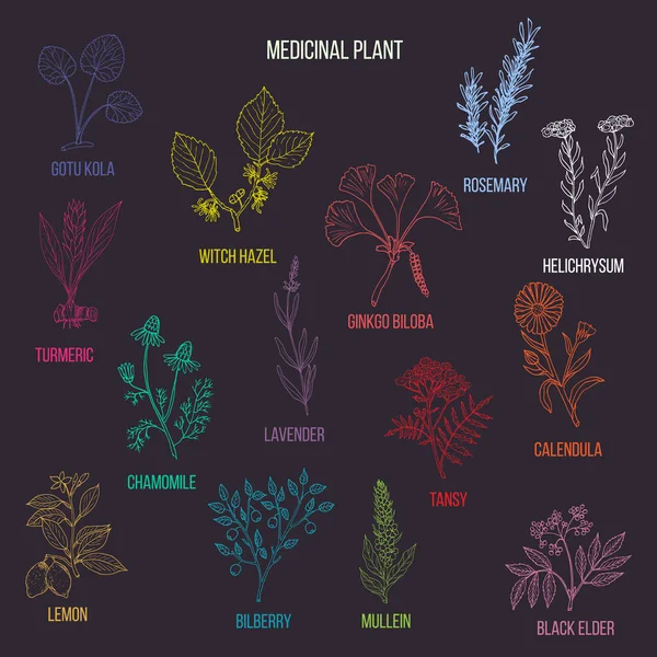 Colección vintage de hierbas y plantas medicinales dibujadas a mano — Vector de stock