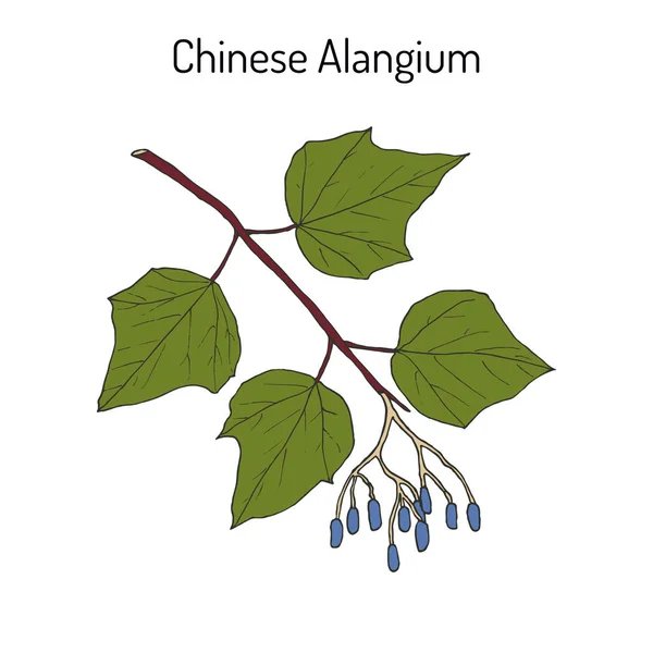 Alangium chinense, 약용 식물 — 스톡 벡터