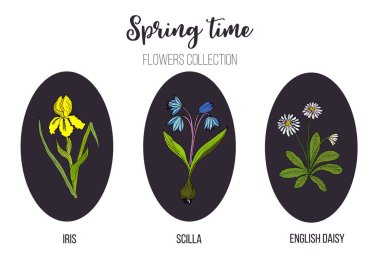 Bahar çiçekleri koymak Iris, scilla, İngilizce papatya