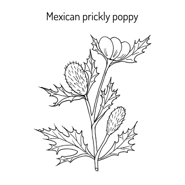 Coquelicot mexicain Argemone mexicana, ou chardon fleuri, plante médicinale — Image vectorielle