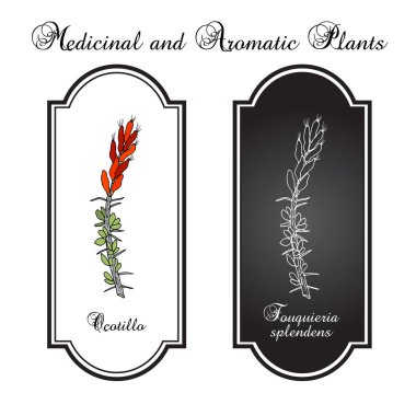 Ocotillo Fouquieria splendens , or coachwhip, candlewood, slimwood, desert coral, Jacob cactus, medicinal plant clipart