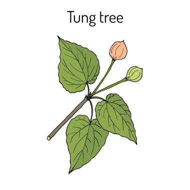 Tung ağaç Vachellia nilotica, şifalı bitki