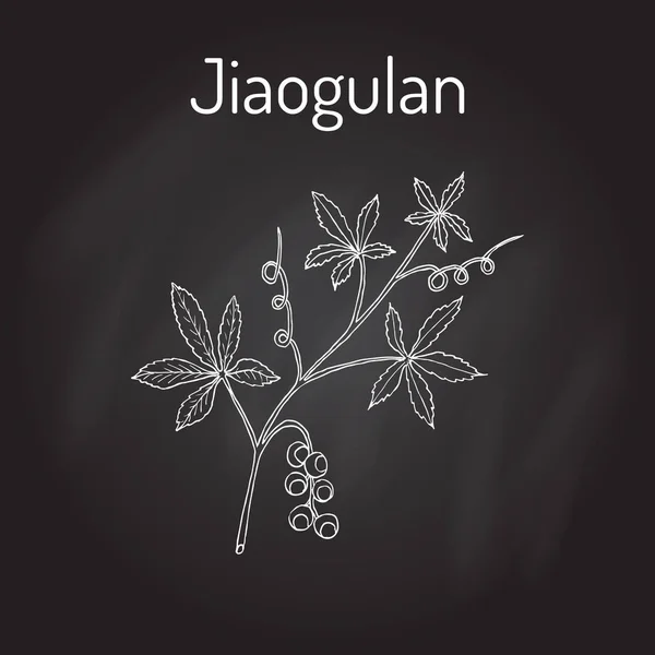 Jiaogulan Gynostemma pentaphyllum, pianta medicinale — Vettoriale Stock