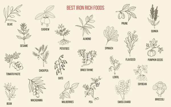 Meilleurs aliments riches en fer — Image vectorielle