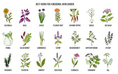 Best herbs to grow in your medicinal garden clipart