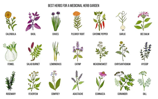 Las mejores hierbas para crecer en su jardín medicinal — Vector de stock