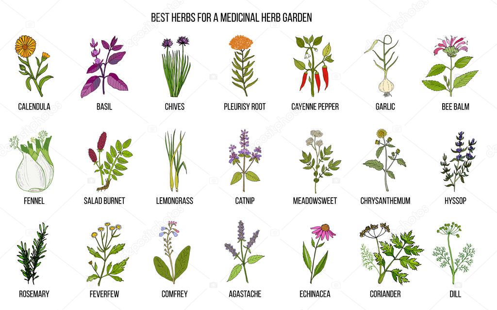 Best herbs to grow in your medicinal garden