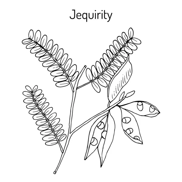 Jequirity abrus precatorius, Heilpflanze — Stockvektor