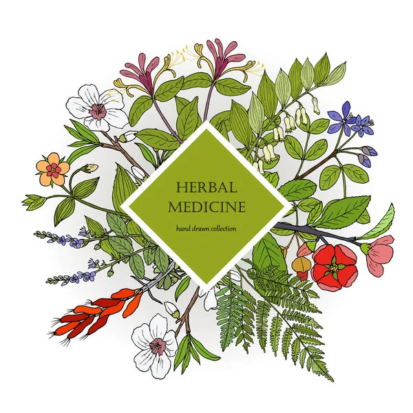 Salud Cuidado Natural Colección Vintage Hierbas Plantas Medicinales Dibujadas Mano — Vector de stock