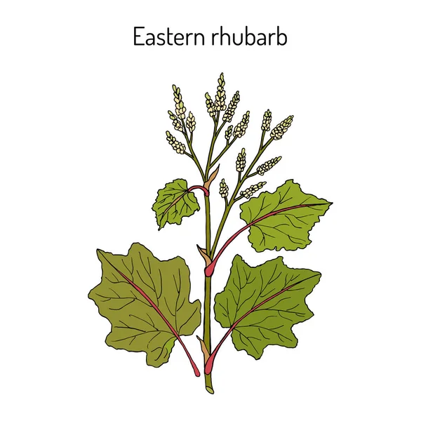 Ruibarbo oriental Rheum officinale, planta medicinal — Vector de stock