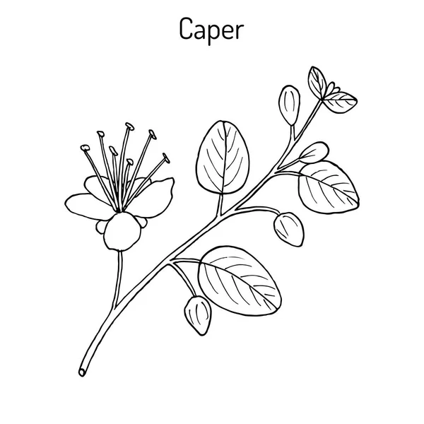 Caper Capparis spinosa con flor y brotes — Vector de stock