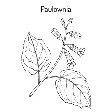 Paulownia tomentosa veya princesstree, foxglove-ağacı, kiri, süs bitki