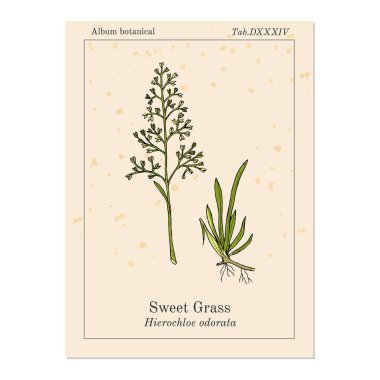 Tatlı veya kutsal çim Hierochloe odorata, aromatik ve tıbbi bitki