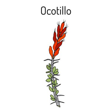 Ocotillo Fouquieria splendens , or coachwhip, candlewood, slimwood, desert coral, Jacob cactus, medicinal plant clipart