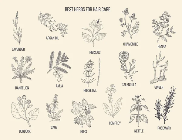 Las mejores hierbas medicinales para el cuidado del cabello — Archivo Imágenes Vectoriales