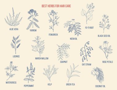 Best medicinal herbs for hair care clipart