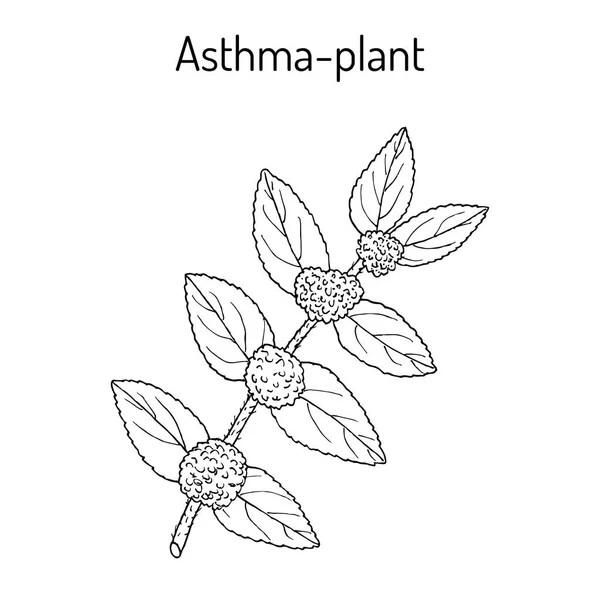 Астма-растение Euphorbia hirta, или садовая рыба, лекарственное растение — стоковый вектор