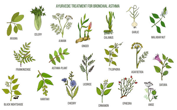 Аюрведические травы для лечения астмы
