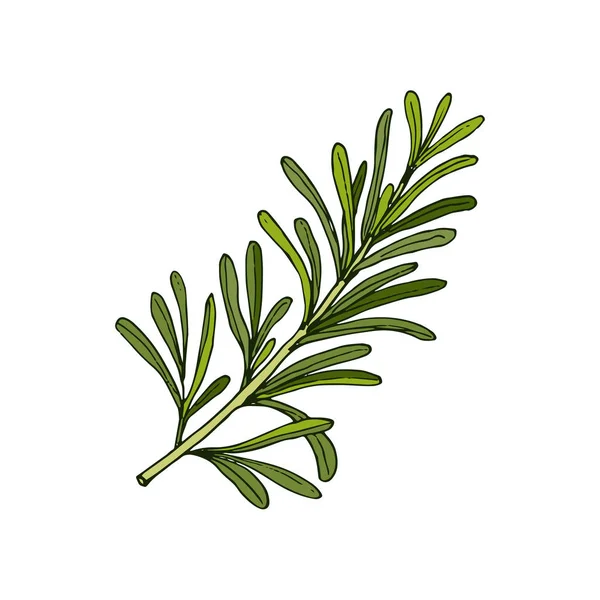 Romarin, épices et herbes médicinales — Image vectorielle