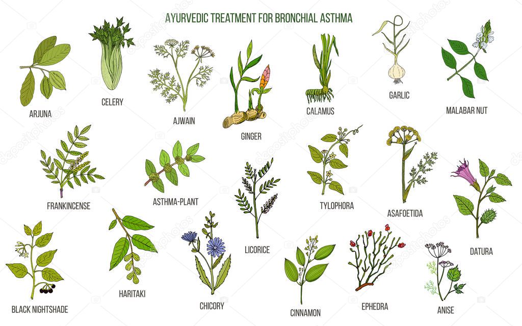 Ayurvedic herbs for asthma treatment