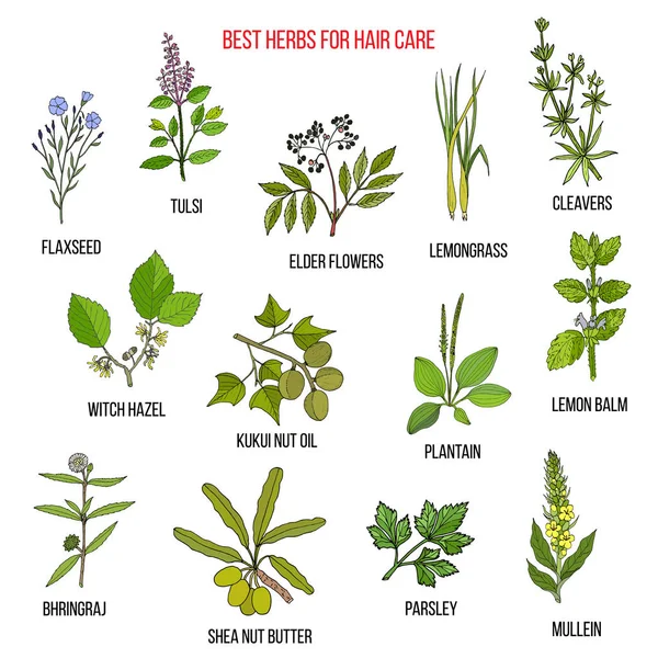 Las mejores hierbas medicinales para el cuidado del cabello — Vector de stock