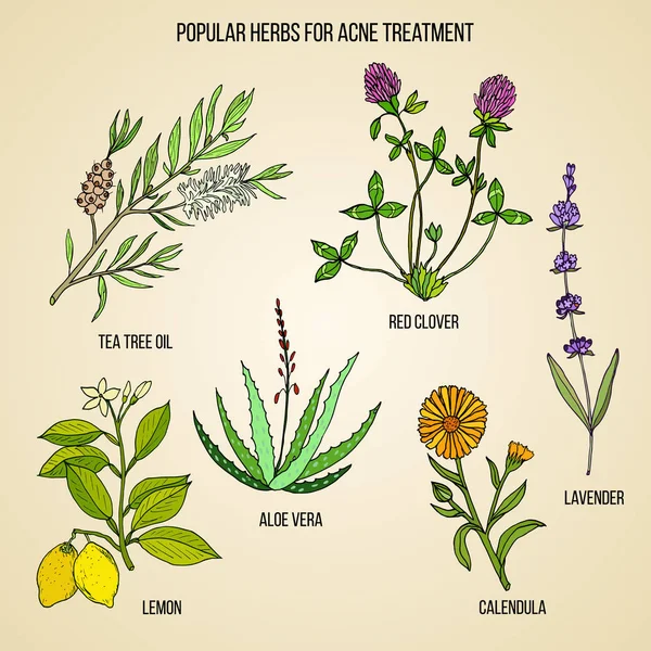 Akne tedavisi için otlar topluluğu