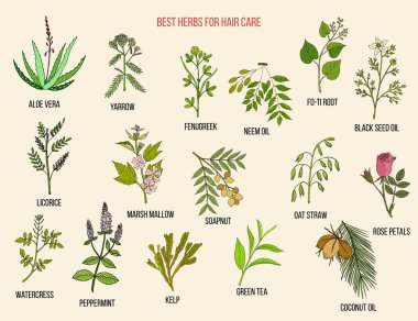 Best medicinal herbs for hair care. Vector hand-drawn collection clipart