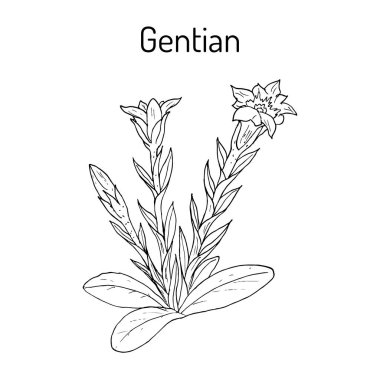 Yılan otu Gentiana loureiroi, şifalı bitki